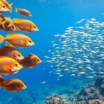 10 raisons de manger plus de poisson et 10 façons de le faire en toute sécurité